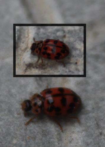 Réf. 178 012 : Oenopia conglobata