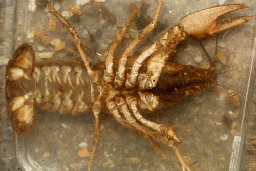 Réf. 178 641 : Orconectes limosus