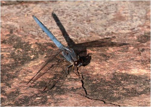 Orthetrum taeniolatum
