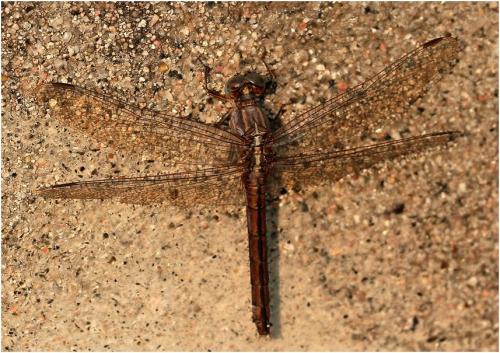 Orthetrum taeniolatum