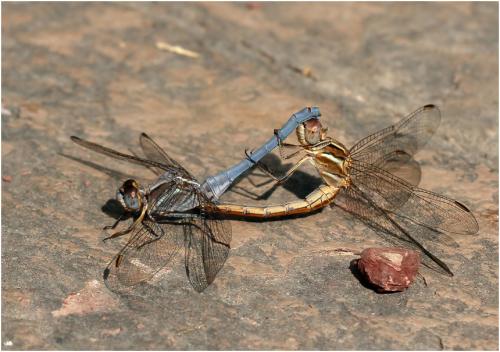 Orthetrum taeniolatum