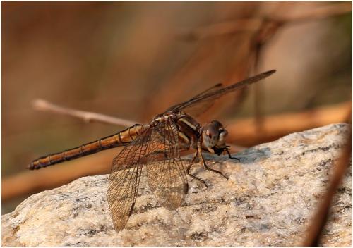 Orthetrum taeniolatum