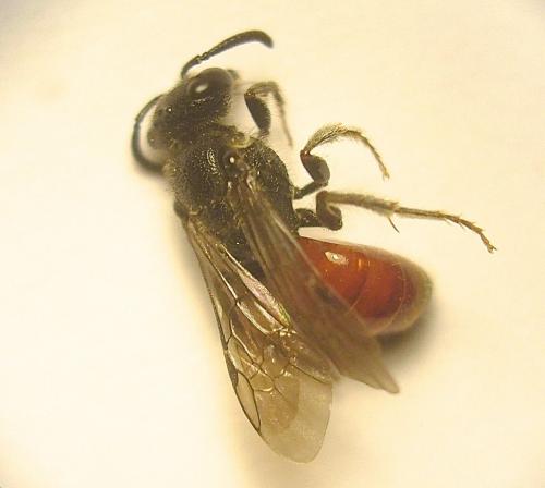 Sphecodes sp.