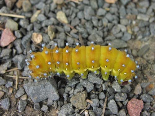 Saturnia pyri