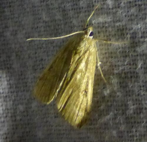 Réf. 178 750 : Parapoynx stratiotata