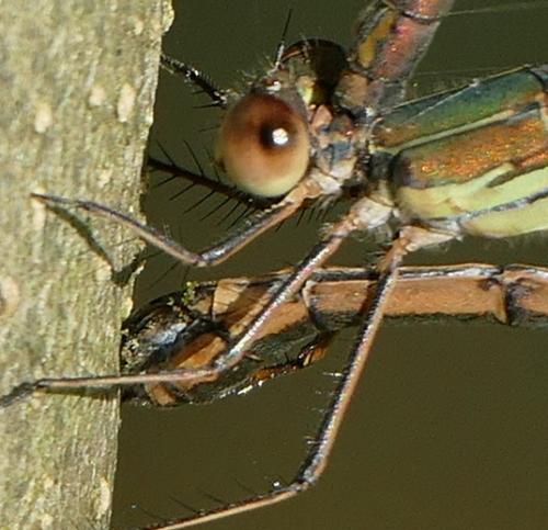 Chalcolestes viridis