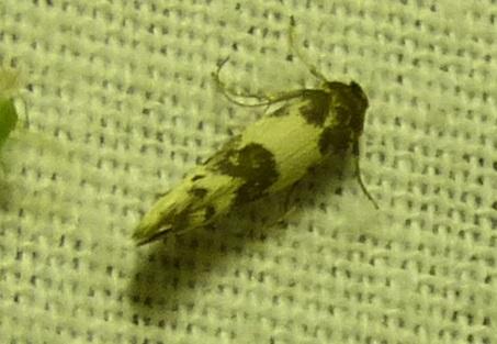 Réf. 178 751 : Enolmis acanthella