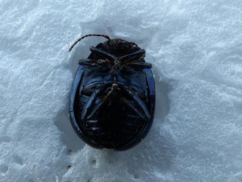 Chrysolina haemoptera