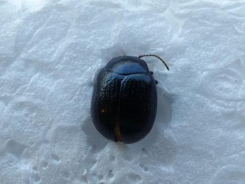 Réf. 178 404 : Chrysolina haemoptera