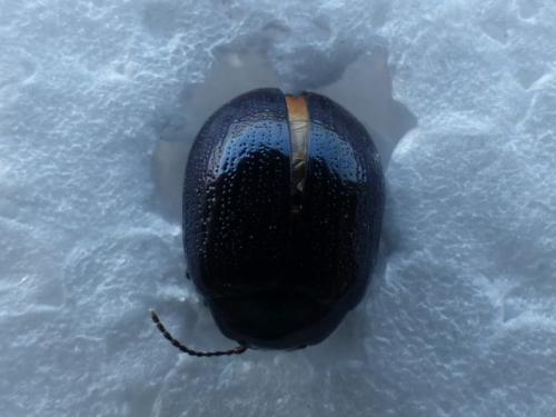 Réf. 178 405 : Chrysolina haemoptera