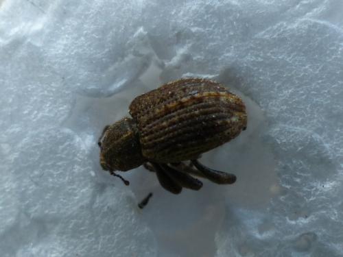 Brachypera zoilus