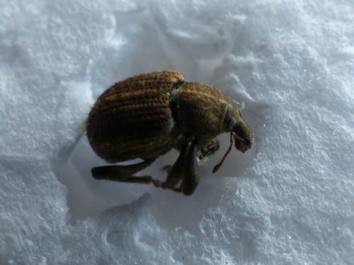 Réf. 178 434 : Brachypera zoilus