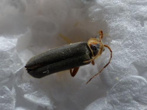 Cantharis nigricans