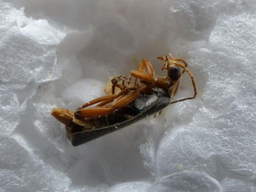 Cantharis nigricans