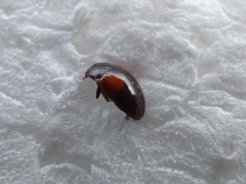 Tritoma bipustulata
