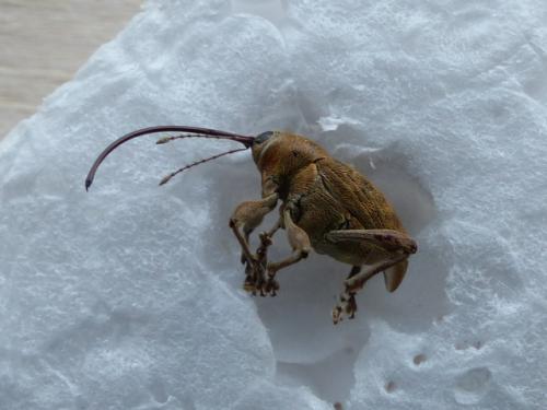 Réf. 178 608 : Curculio glandium