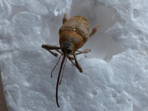 Réf. 178 609 : Curculio glandium