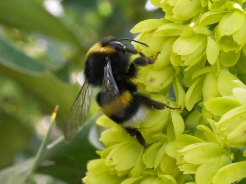 Bombus sp.