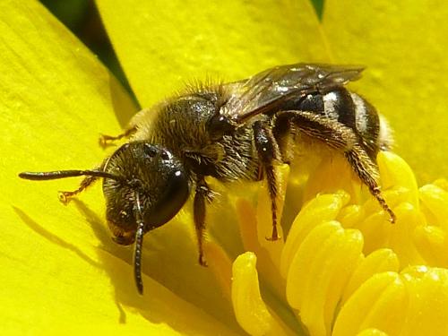 Réf. 178 349 : Lasioglossum sp.
