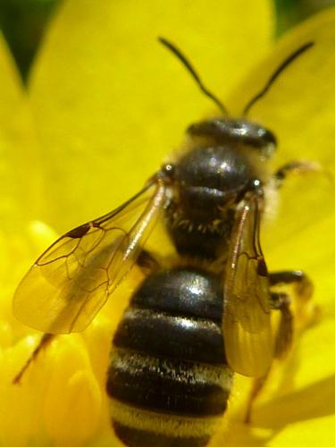 Réf. 178 350 : Lasioglossum sp.