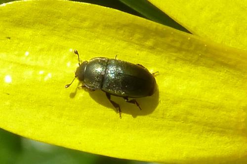 Meligethinae