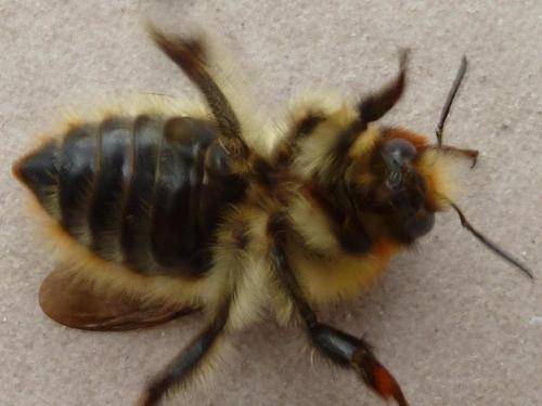 Bombus pascuorum
