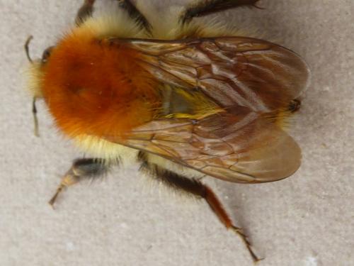 Bombus pascuorum