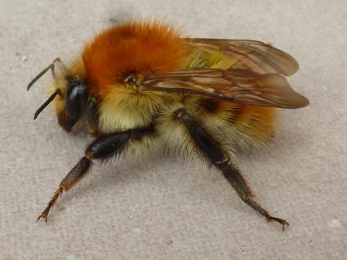 Bombus pascuorum