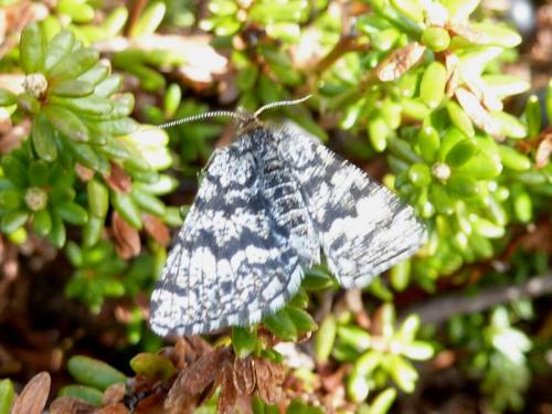 Réf. 178 455 : Macaria carbonaria
