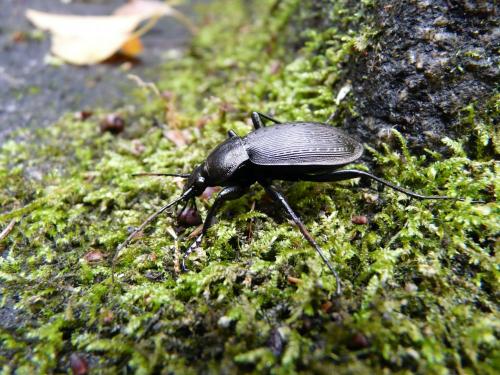 Carabus sp.