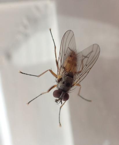 Réf. 178 076 : Helina clara