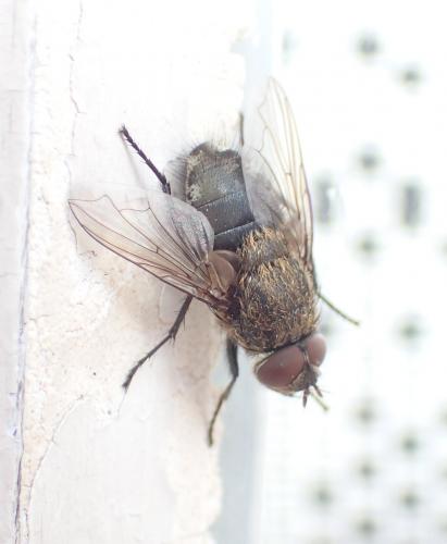 Pollenia sp.