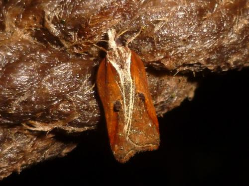 Acleris cristana