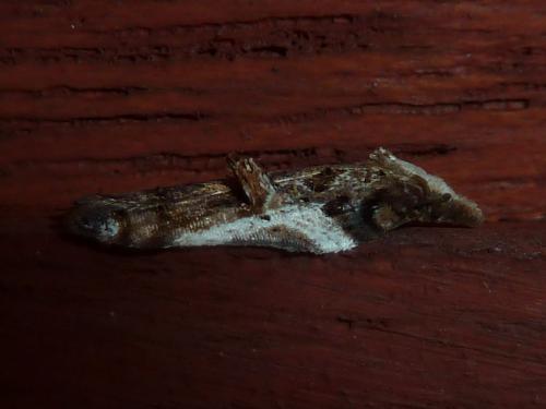 Réf. 178 337 : Acleris cristana