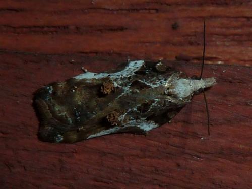 Acleris cristana