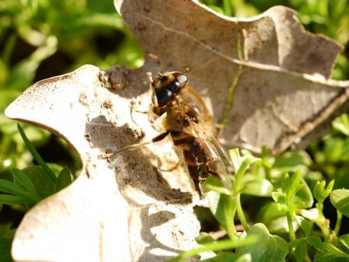 Eristalis tenax