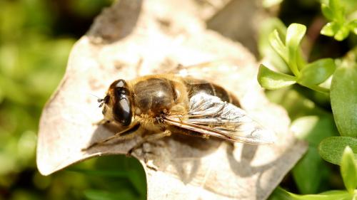 Eristalis tenax