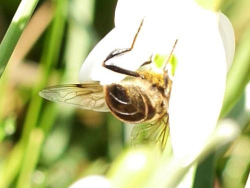 Eristalis tenax