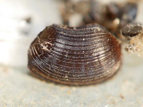 Planuncus vinzi