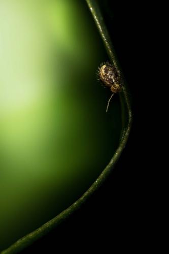 Sminthurus sp.