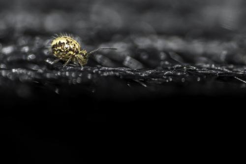 Sminthurus sp.