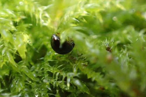 Mniophila muscorum