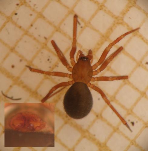 Centromerus sylvaticus