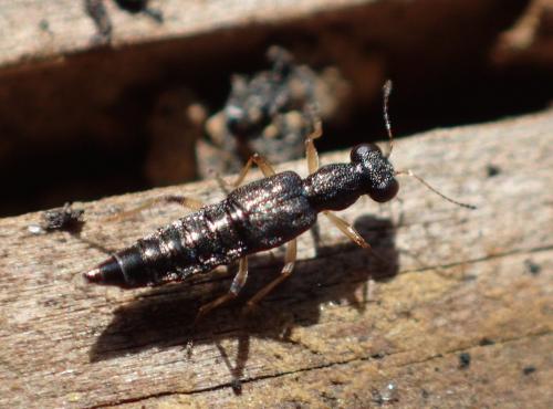 Stenus sp.