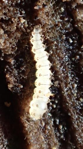 Forcipomyia sp.