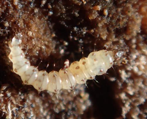 Réf. 178 229 : Forcipomyia sp.