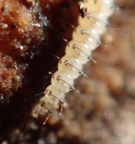 Forcipomyia sp.