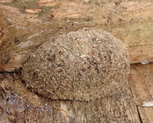 Réf. 178 302 : Phlogophora meticulosa