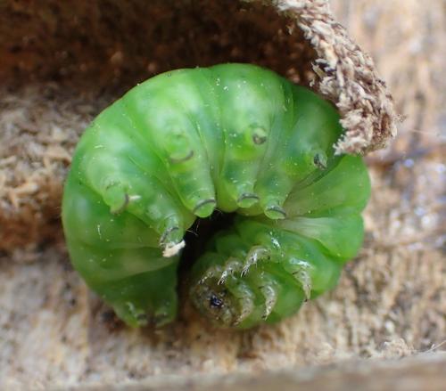 Phlogophora meticulosa