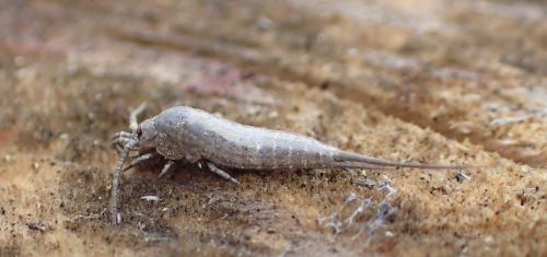 Dilta sp.